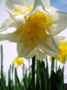 daffodil1