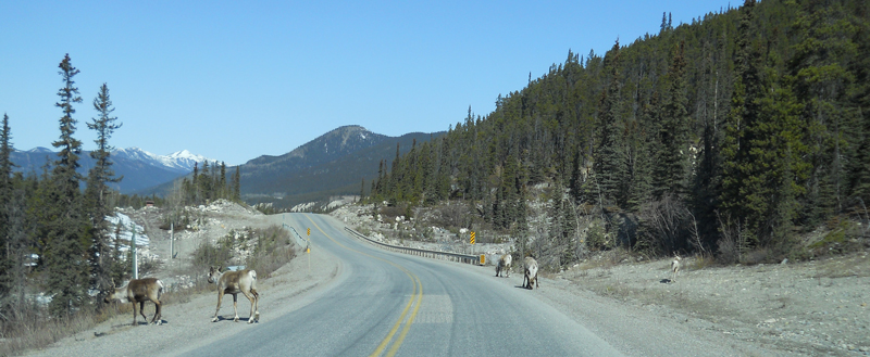 8-Caribou-at-Summit-Lake