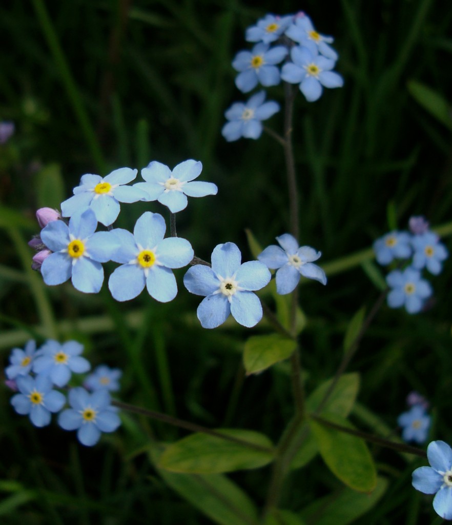 Forget-Me-Nots